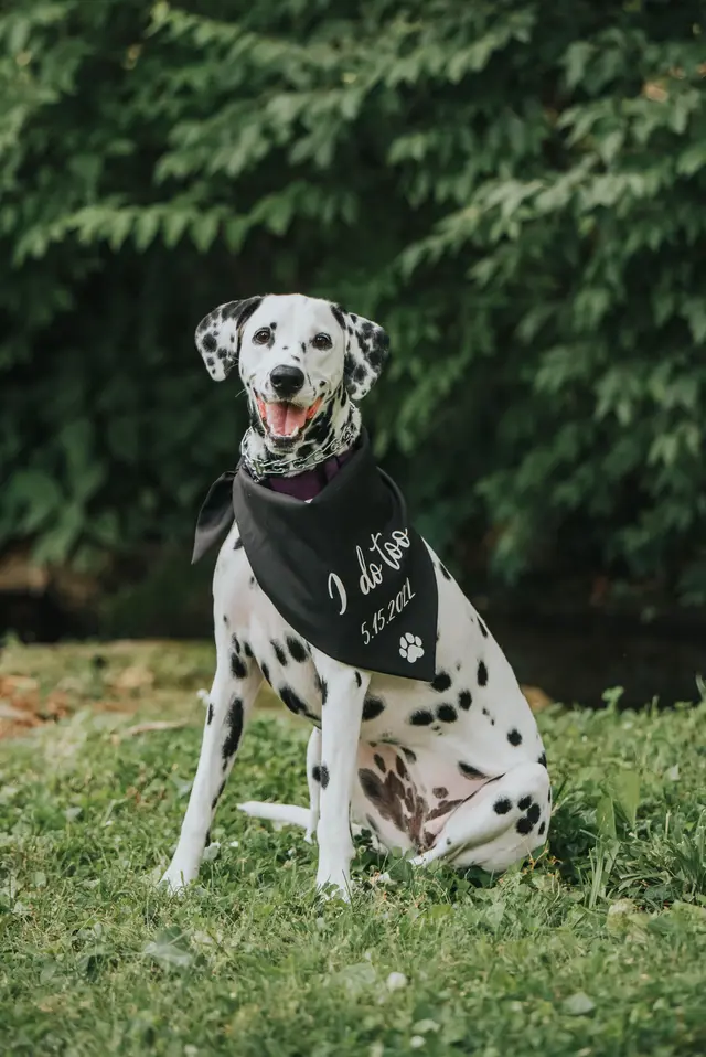 Dalmatian in a black wedding bandana sitting on the grass